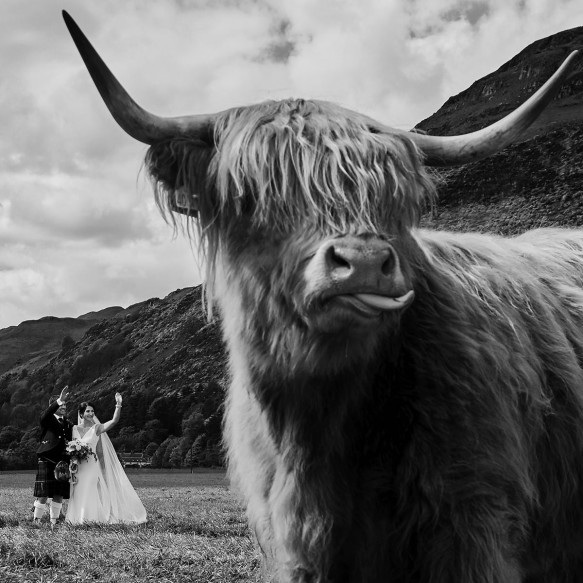 Highland cow with wedding couple in black and white